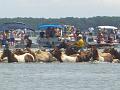 Chincoteague Pony Swim July 2007 042